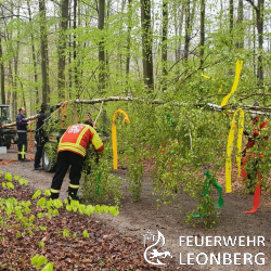 (fb) Aufgrund der Coronapandemie musste das allj&auml;hrliche Maibaumstellen mit anschlie&szlig;ender Wanderung der Abteilung Gebersheim nun bereits zum zweiten Mal  abgesagt werden. Der Abteilungsausschuss vereinbarte daher, wenigstens einen Maibaum aufzustellen.

So trafen sich am Morgen des ersten Mai die Mitglieder des Ausschusses zum Maibaumstellen. Nach dem F&auml;llen und Schm&uuml;cken des Baumes im Wald, wurde dieser mit Hilfe eines Krans vor dem Bauernhausmuseum aufgestellt. 

Im n&auml;chsten Jahr werden wir  hoffentlich wieder in gewohnter Weise alle zusammen den Maibaum stellen und anschlie&szlig;end gemeinsam den Tag verbringen k&ouml;nnen.

